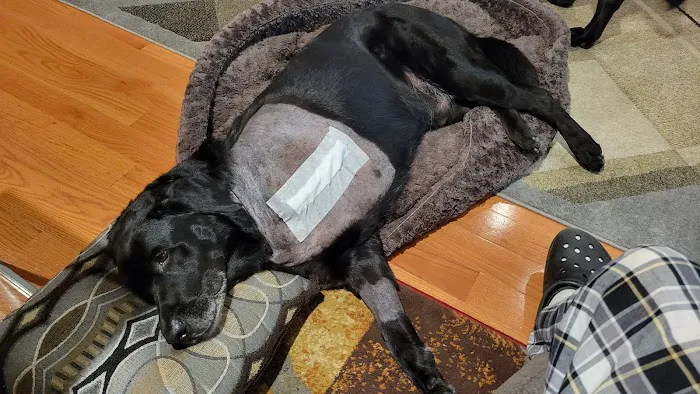 Veterinary Orthopedic Center Picture 3