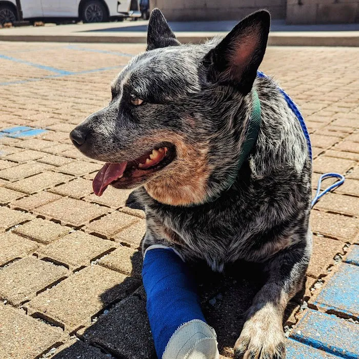Veterinary Orthopedic Center Picture 5