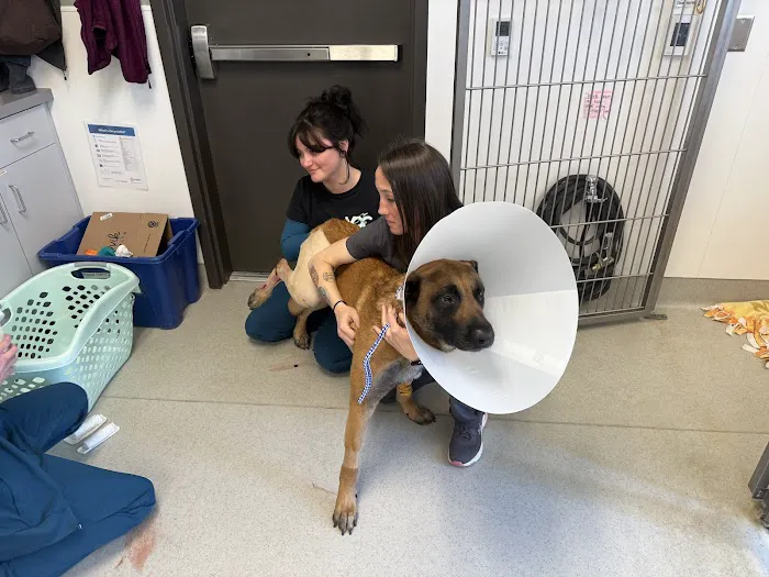 Veterinary Orthopedic Center Picture 7