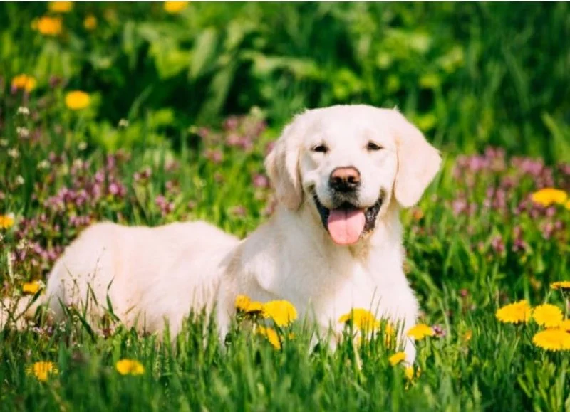 Common Allergy Symptoms in Dogs and How to Manage Them