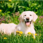 Common Allergy Symptoms in Dogs and How to Manage Them