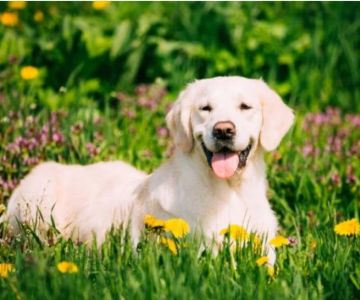 Common Allergy Symptoms in Dogs and How to Manage Them