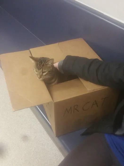 Griffith Animal Hospital P.C. Picture 4