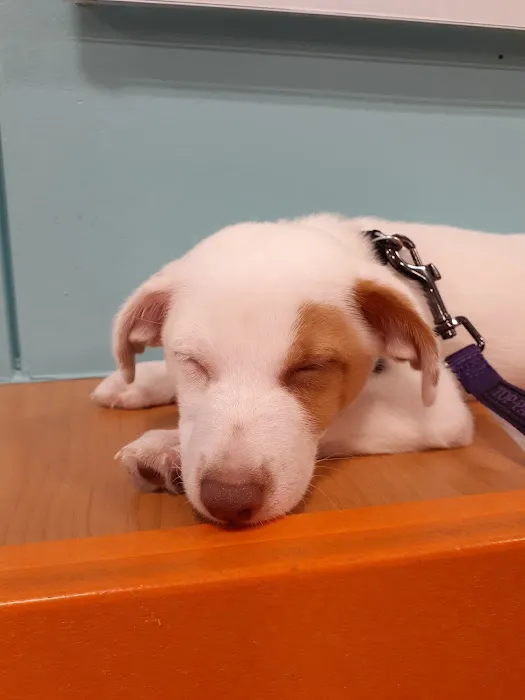 Banfield Pet Hospital Picture 2