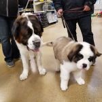 Banfield Pet Hospital