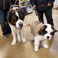 Banfield Pet Hospital ico