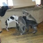 Animal Medical Center Of Sauk Village