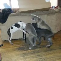 Animal Medical Center Of Sauk Village ico