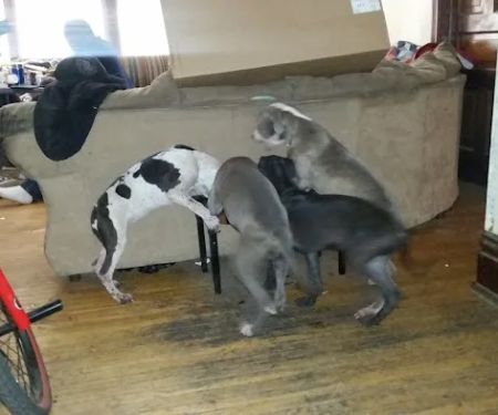 Animal Medical Center Of Sauk Village