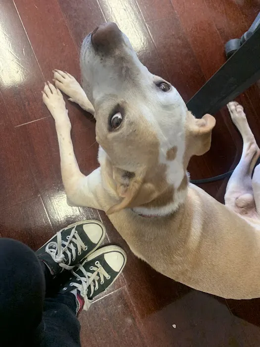 Animal Medical Center Of Sauk Village Picture 7