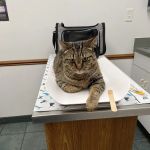 Deer Run Animal Hospital