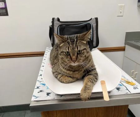 Deer Run Animal Hospital
