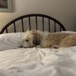 Chicagoland Veterinary Behavior Consultants