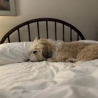 Chicagoland Veterinary Behavior Consultants ico