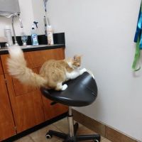 Banfield Pet Hospital ico