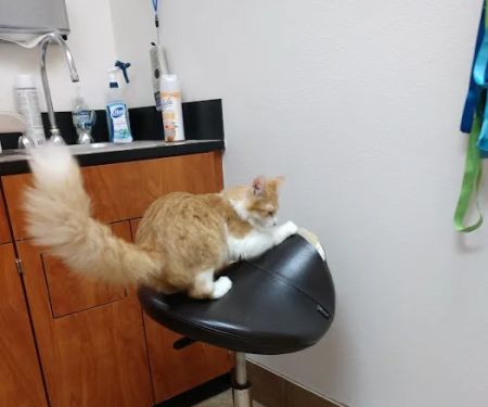 Banfield Pet Hospital