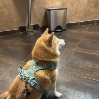 Animal Medical Center Of Orland Park ico