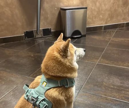 Animal Medical Center Of Orland Park