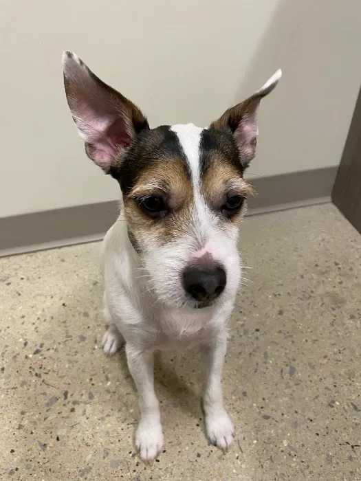 Animal Medical Center Of Orland Park Picture 8