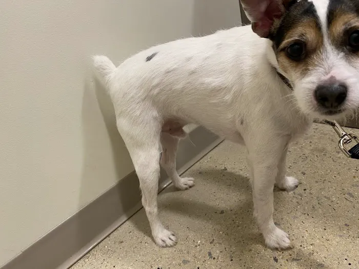 Animal Medical Center Of Orland Park Picture 5