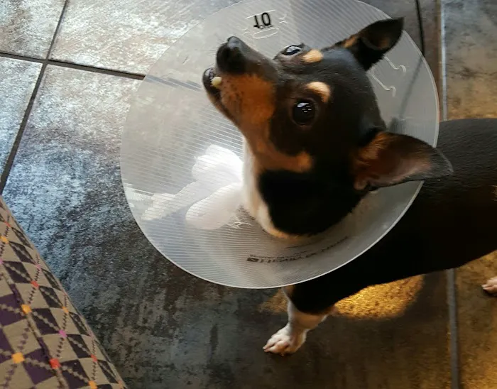 Animal Medical Center Of Orland Park Picture 7