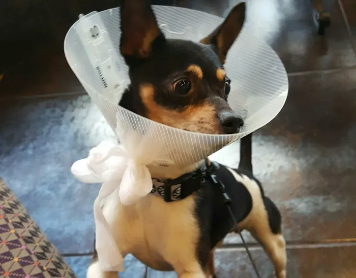 Animal Medical Center Of Orland Park Picture 10