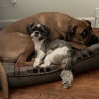 South Suburban Spay and Neuter Clinic ico