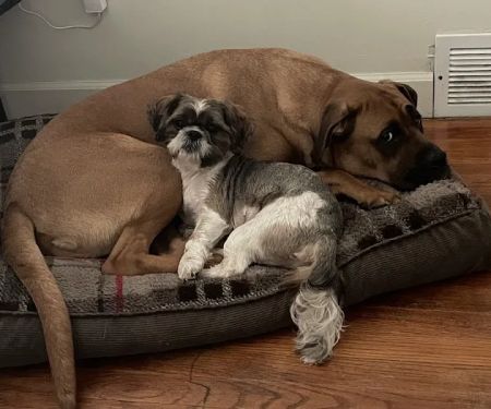 South Suburban Spay and Neuter Clinic