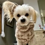 Veterinary Diagnostic Centers-Orland Park, IL