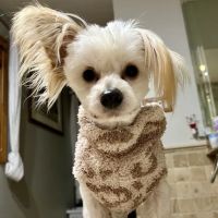 Veterinary Diagnostic Centers-Orland Park, IL ico