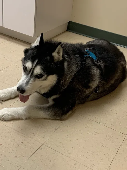 Veterinary Diagnostic Centers-Orland Park, IL Picture 4