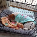 Animal Emergency of Mokena