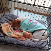 Animal Emergency of Mokena ico