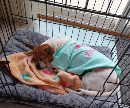 Animal Emergency of Mokena