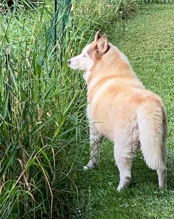 Animal Emergency of Mokena Picture 3