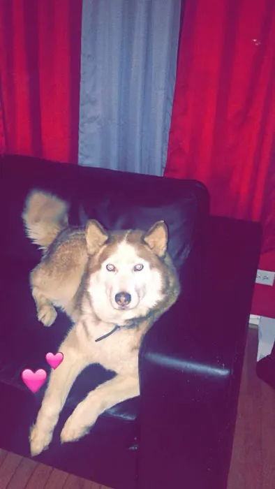 Animal Emergency of Mokena Picture 10
