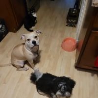 TLC First Animal Hospital ico