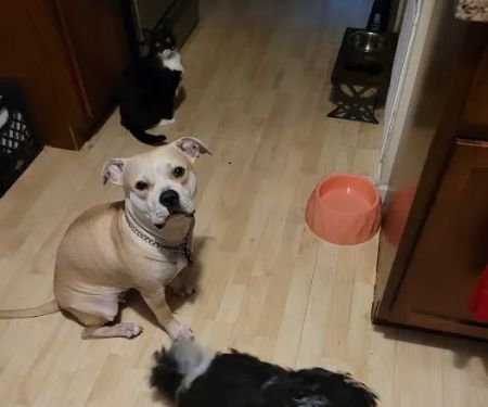 TLC First Animal Hospital