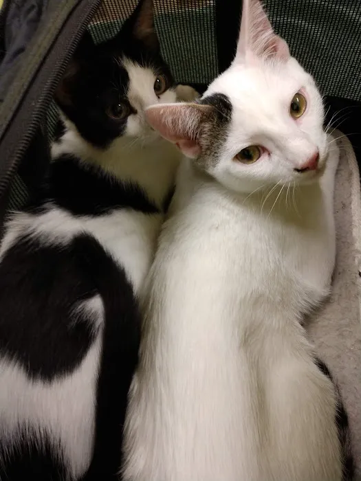 TLC First Animal Hospital Picture 6