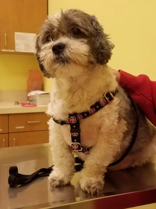 TLC First Animal Hospital Picture 4