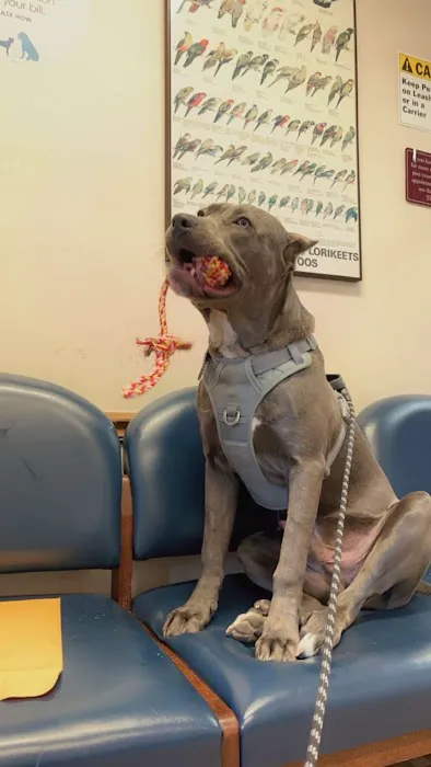 Niles Animal Hospital Picture 5