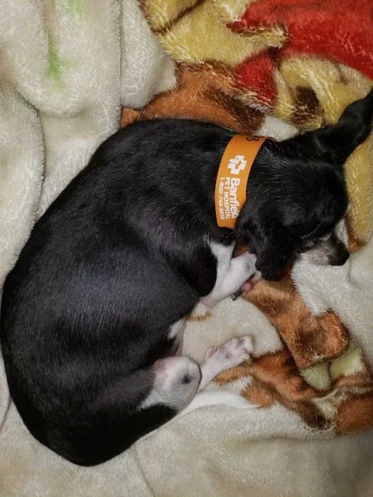 Banfield Pet Hospital Picture 1
