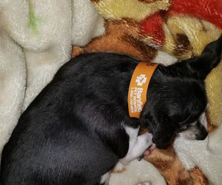 Banfield Pet Hospital