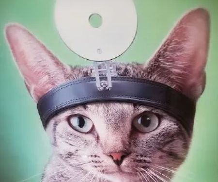 Lincolnwood Animal Hospital