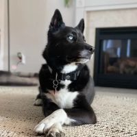 Hobson Valley Animal Clinic ico
