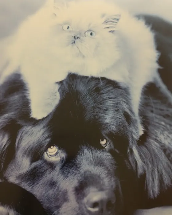Hobson Valley Animal Clinic Picture 6