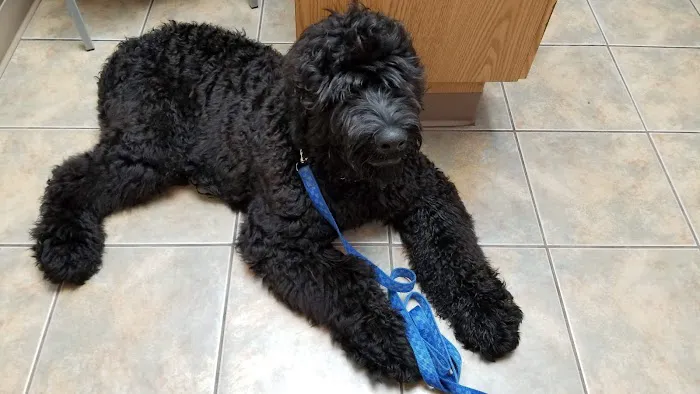 Hobson Valley Animal Clinic Picture 10