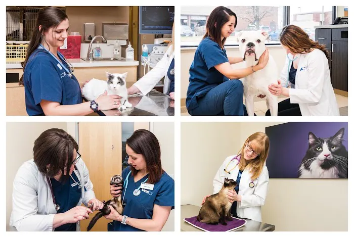 VCA Bolingbrook Animal Hospital Picture 1