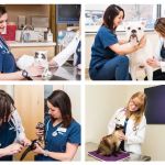 VCA Bolingbrook Animal Hospital