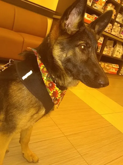 VCA Bolingbrook Animal Hospital Picture 6